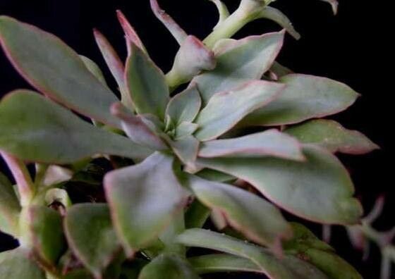 Echeveria rosea — houseplant care guide