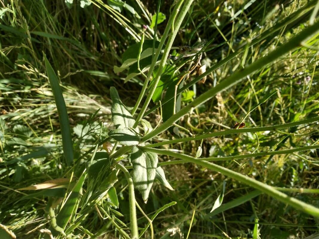 Chorispora tenella — cold hardy houseplant