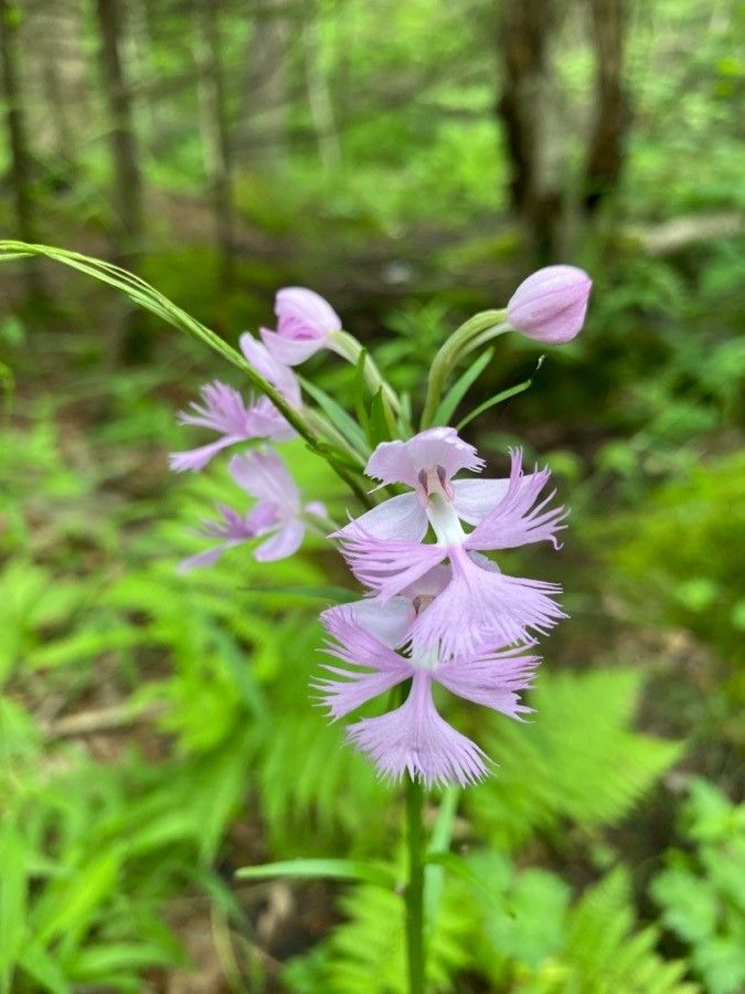 Platanthera grandiflora — search result for 'Platanthera'