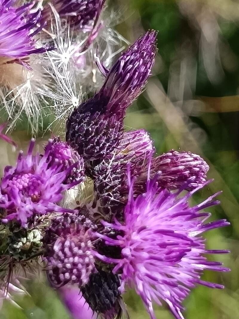 Cirsium palustre flower
