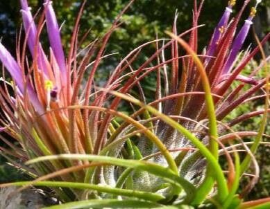Tillandsia delicata flower