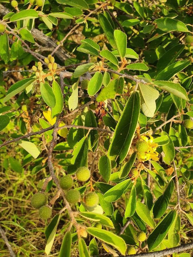 Grewia holstii — search result for 'Grewia'