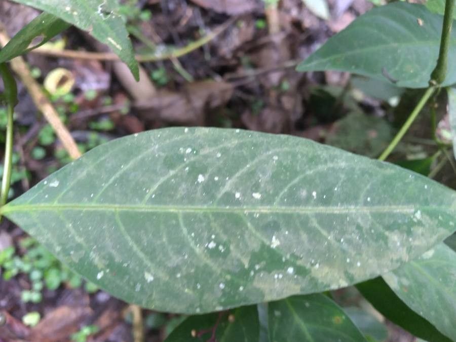 Clidemia ombrophila — search result for 'Clidemia'