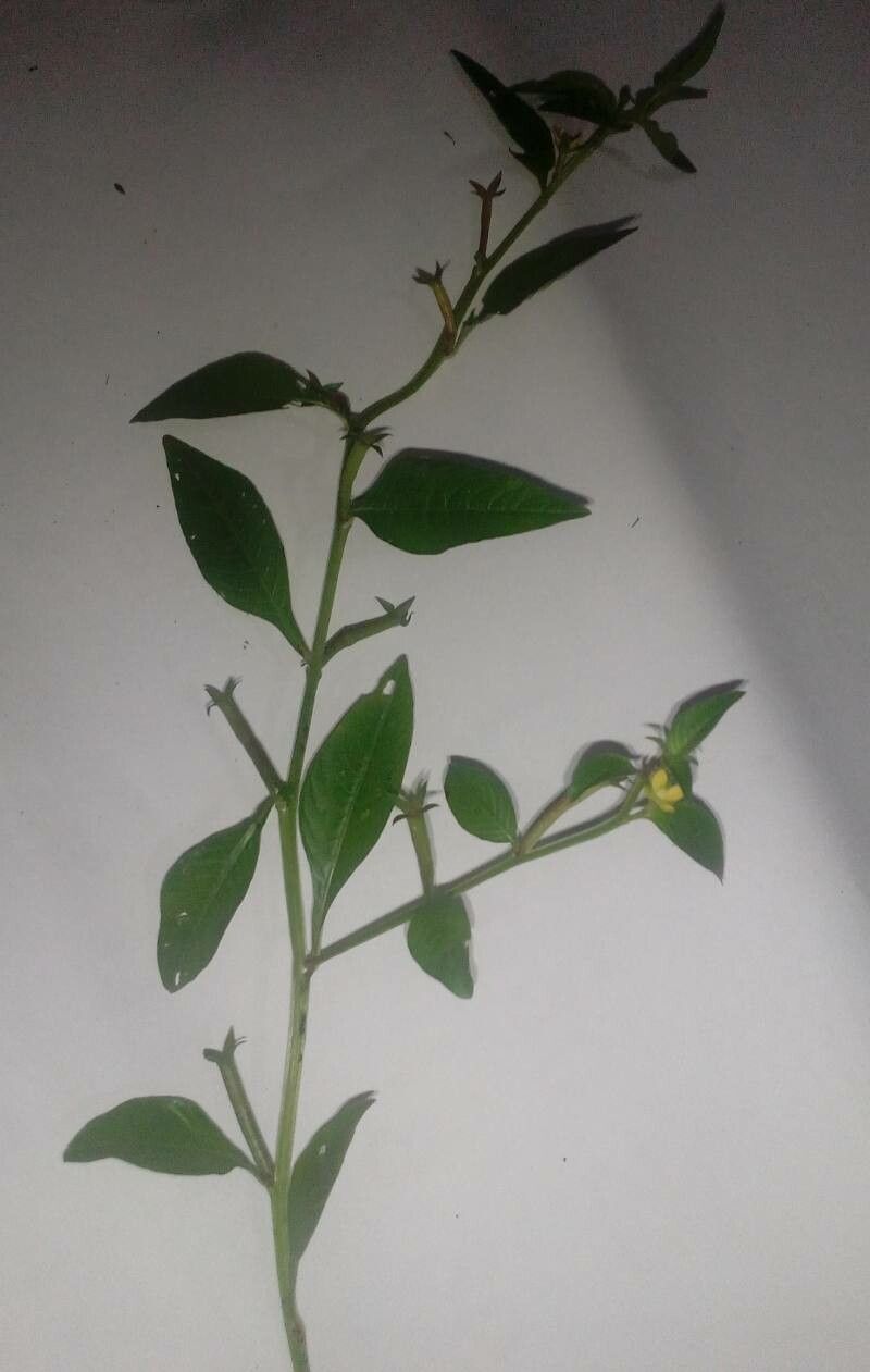 Ludwigia perennis bark