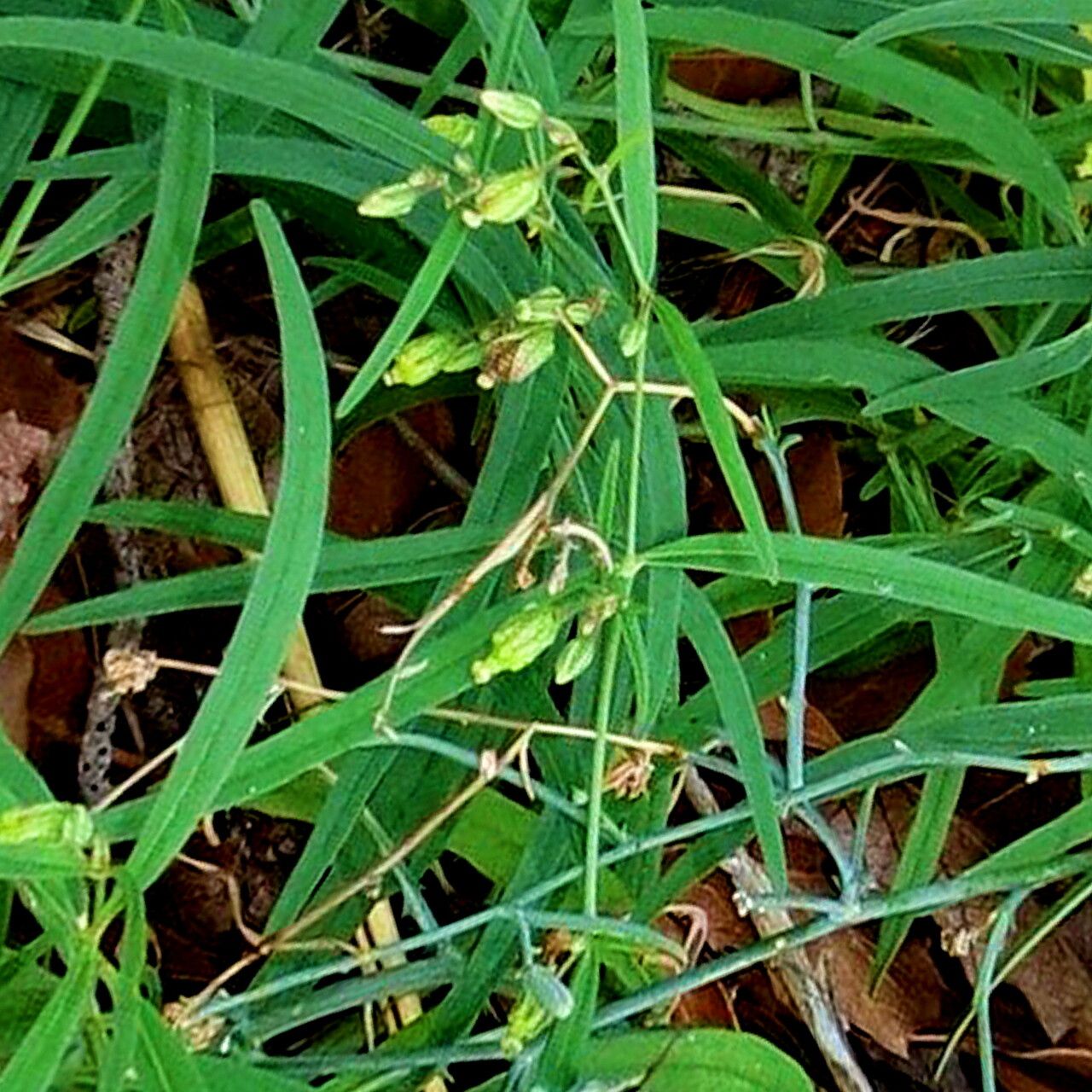 Mirabilis linearis flower