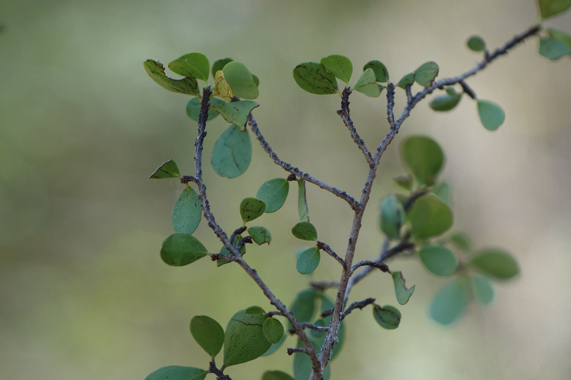 Erythroxylum pervillei — houseplant care guide