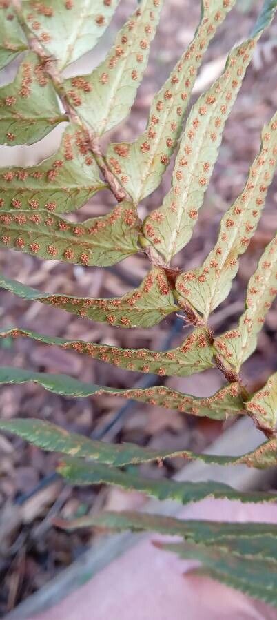 Dryopteris erythrosora flower