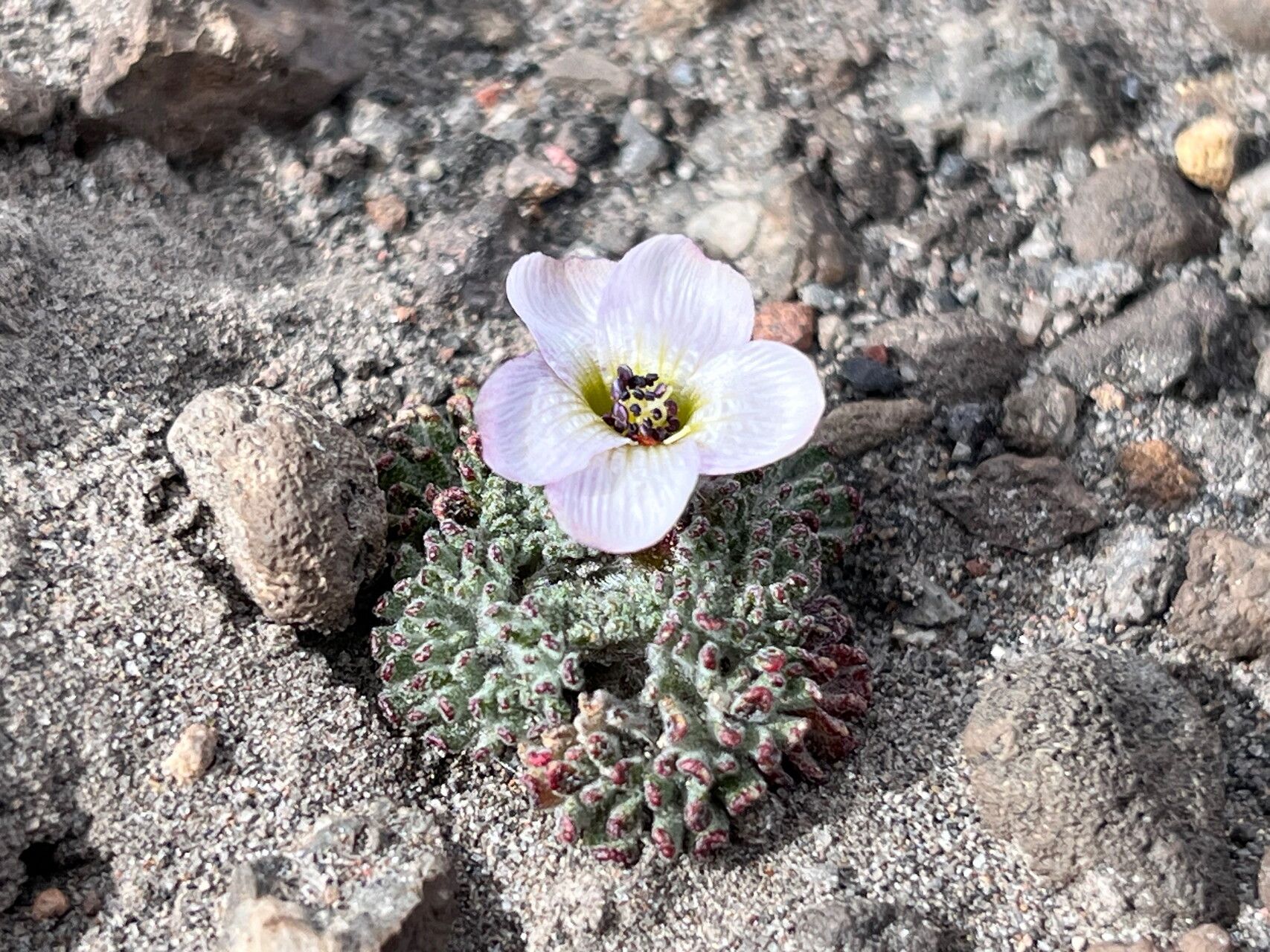 Nototriche pellicea flower