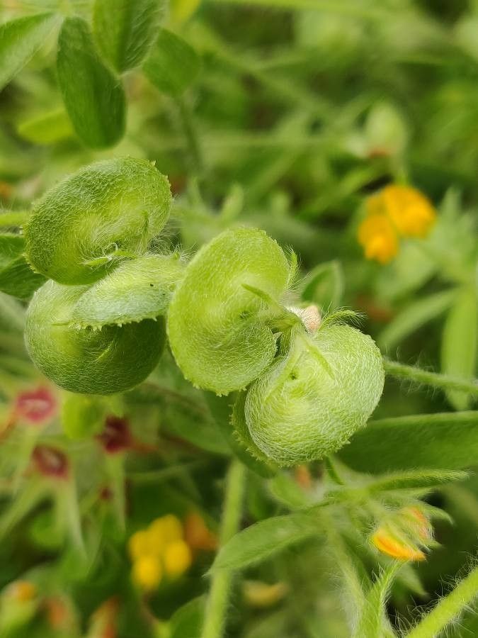 Hymenocarpos circinnatus fruit