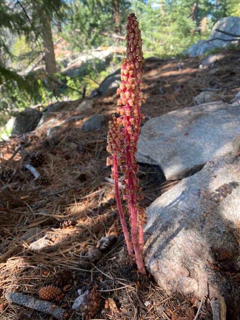 Pterospora andromedea flower