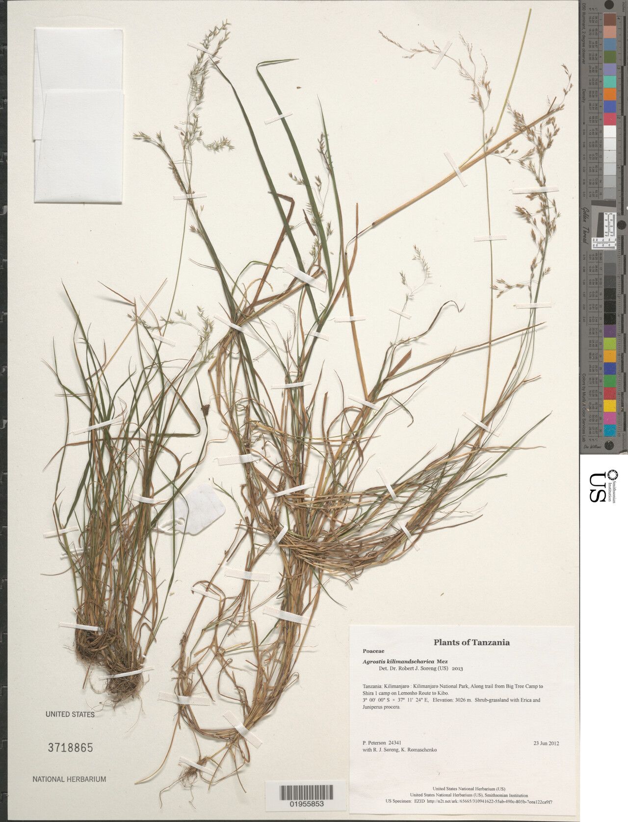 Agrostis kilimandscharica — houseplant care guide