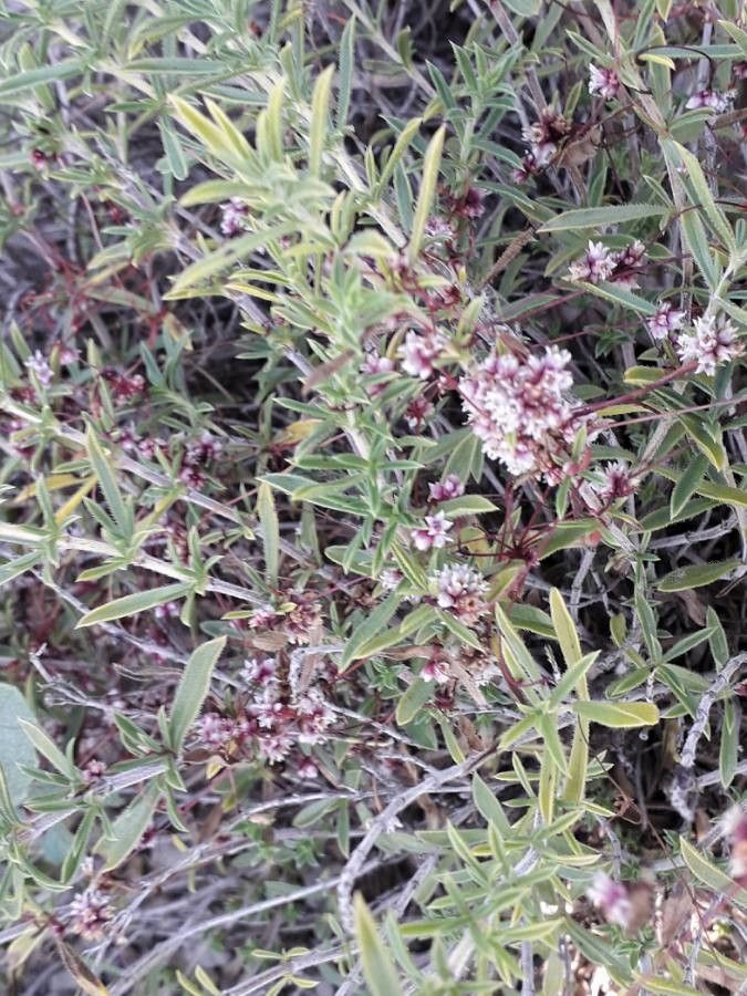 Cuscuta epithymum flower