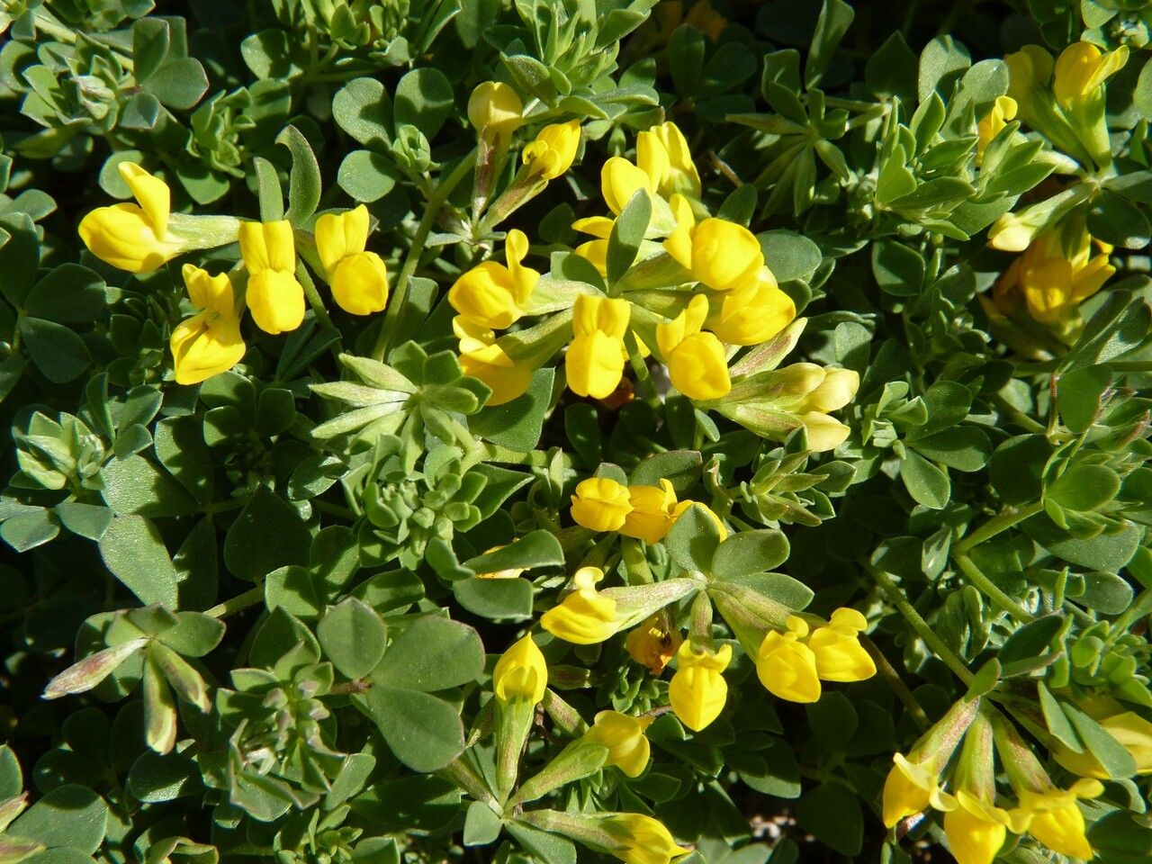 Lotus drepanocarpus — search result for 'Lotus'