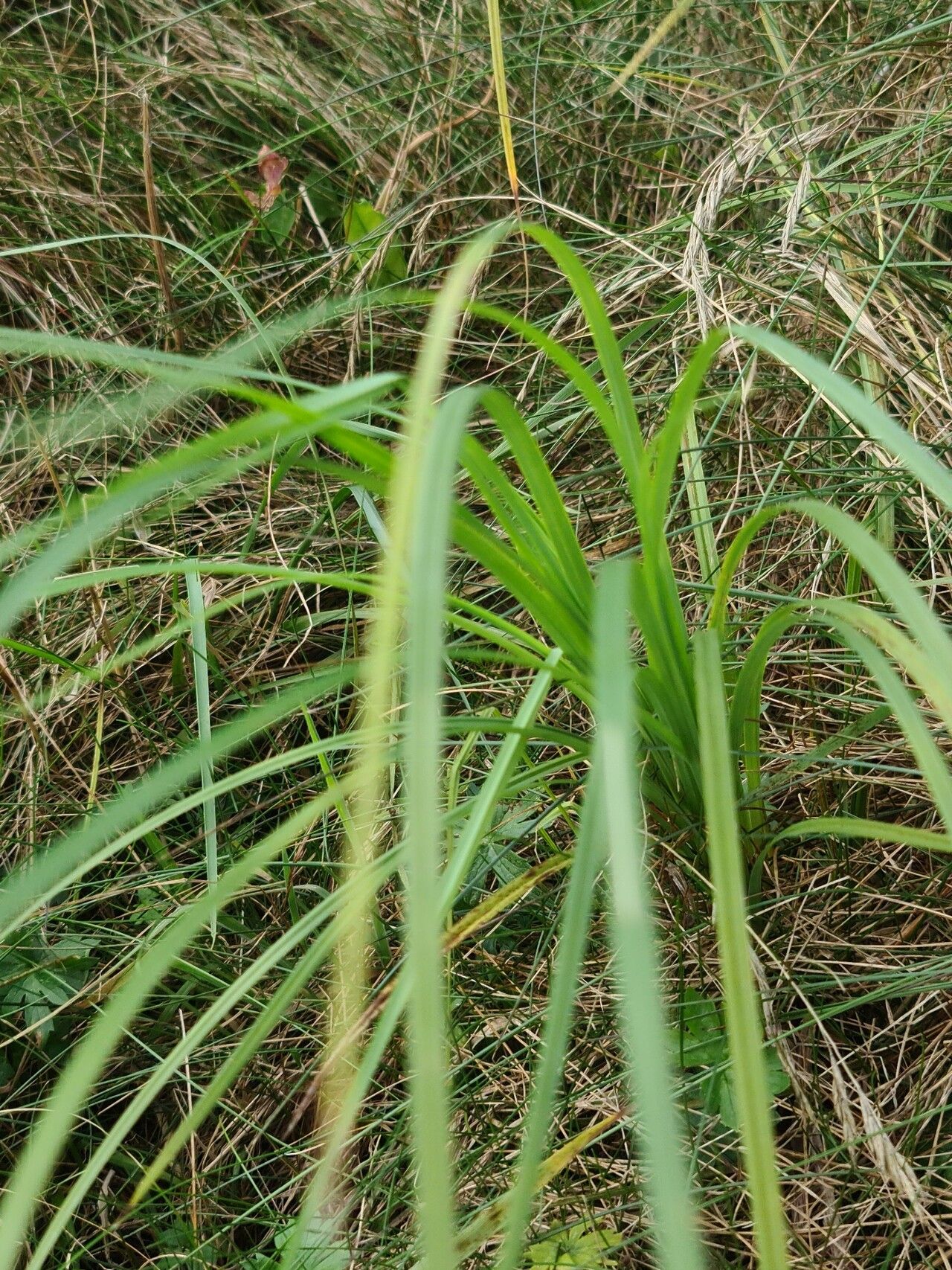 Carex atherodes leaf