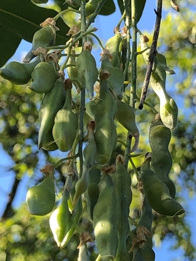 Calpurnia aurea fruit