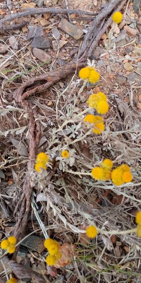 Chrysocephalum apiculatum leaf