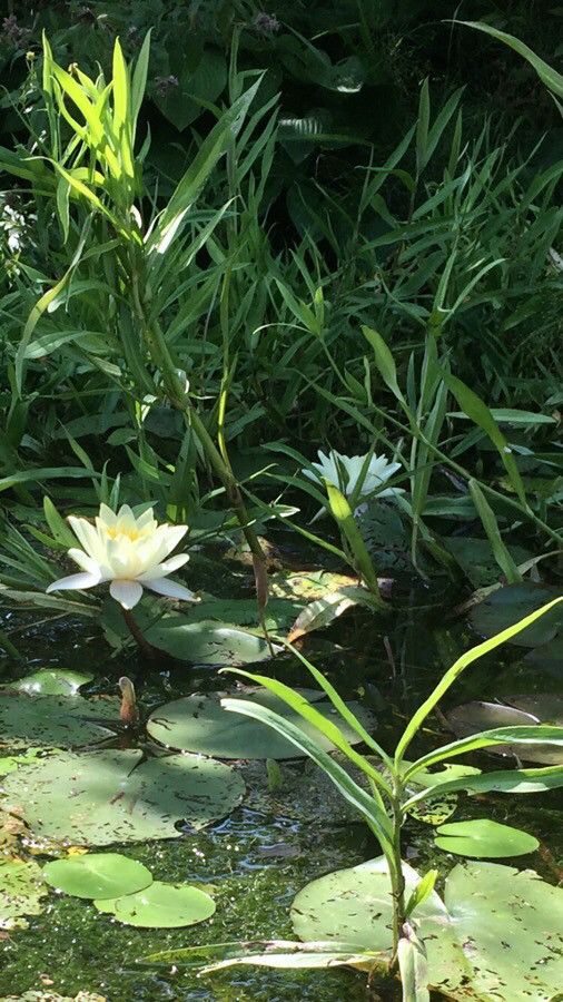 Nymphaea odorata flower