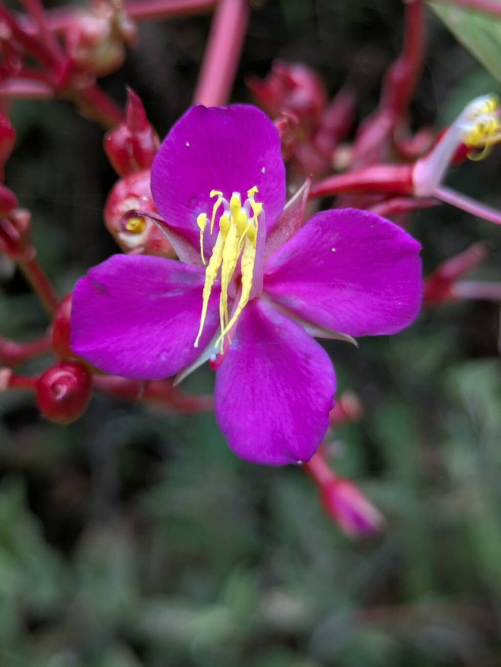 Monochaetum magdalenense — related species from the same genus