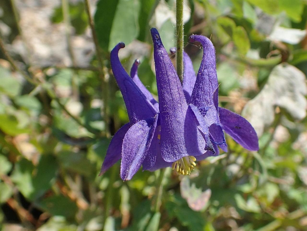 Aquilegia olympica flower