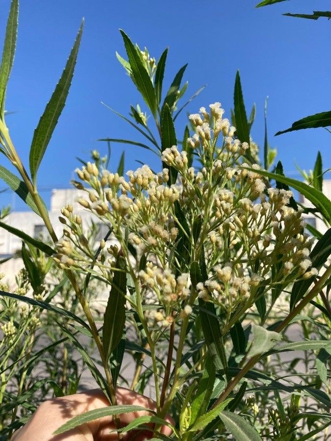 Baccharis salicifolia flower