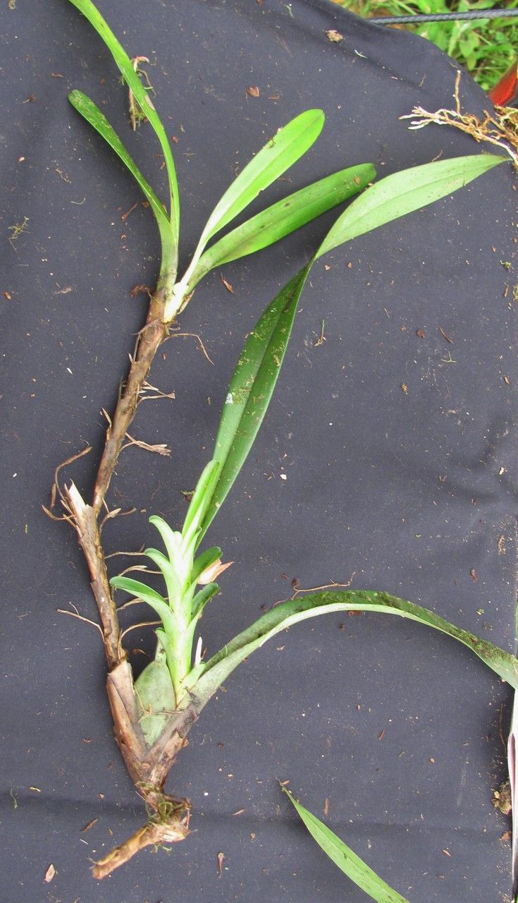 Camaridium nutantiflorum other