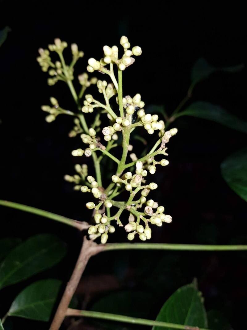 Protium stevensonii flower