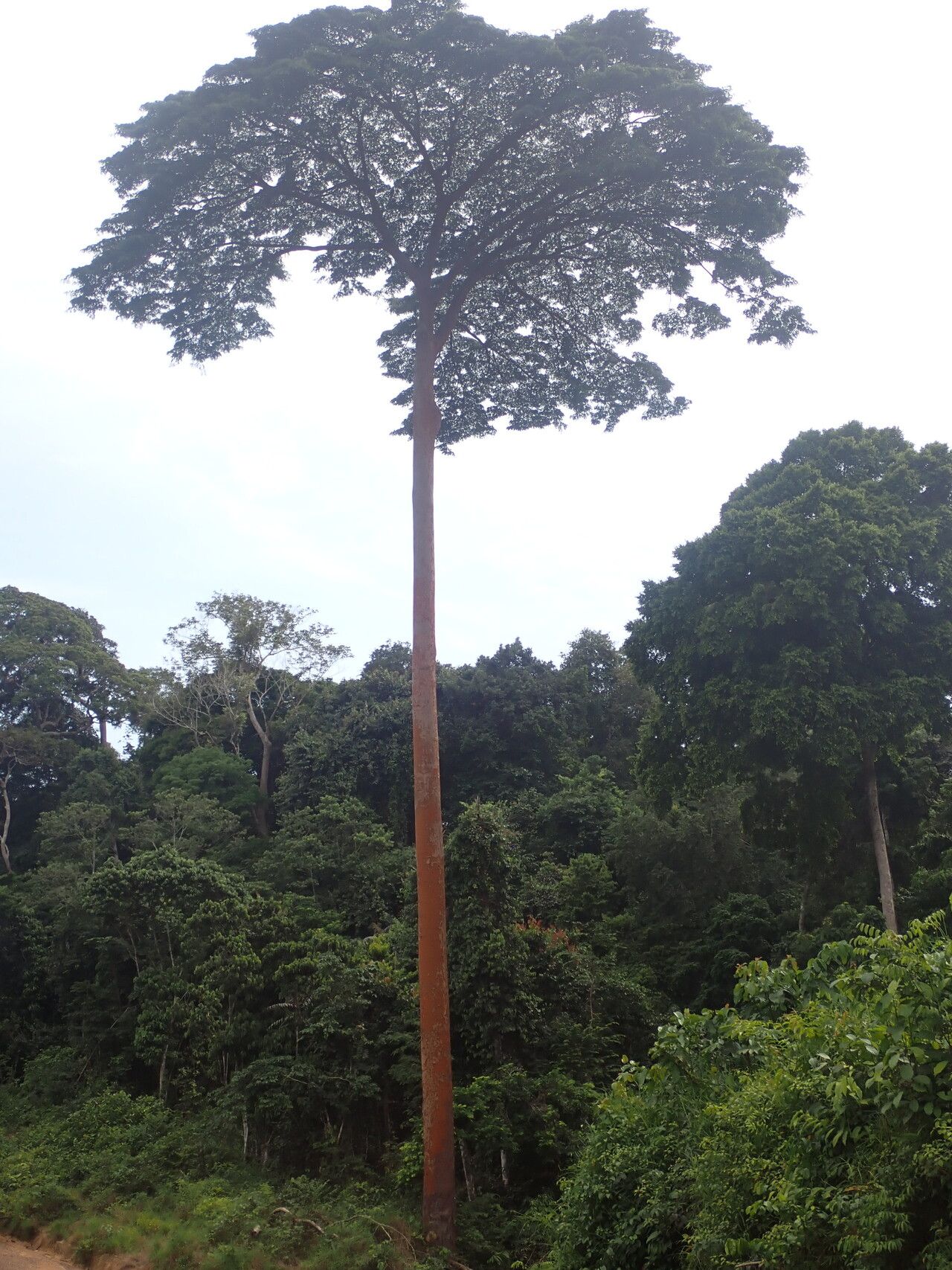 Copaifera religiosa habit