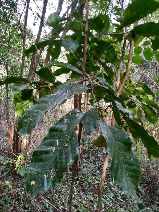 Dysoxylum macranthum leaf