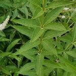 Veronicastrum virginicum