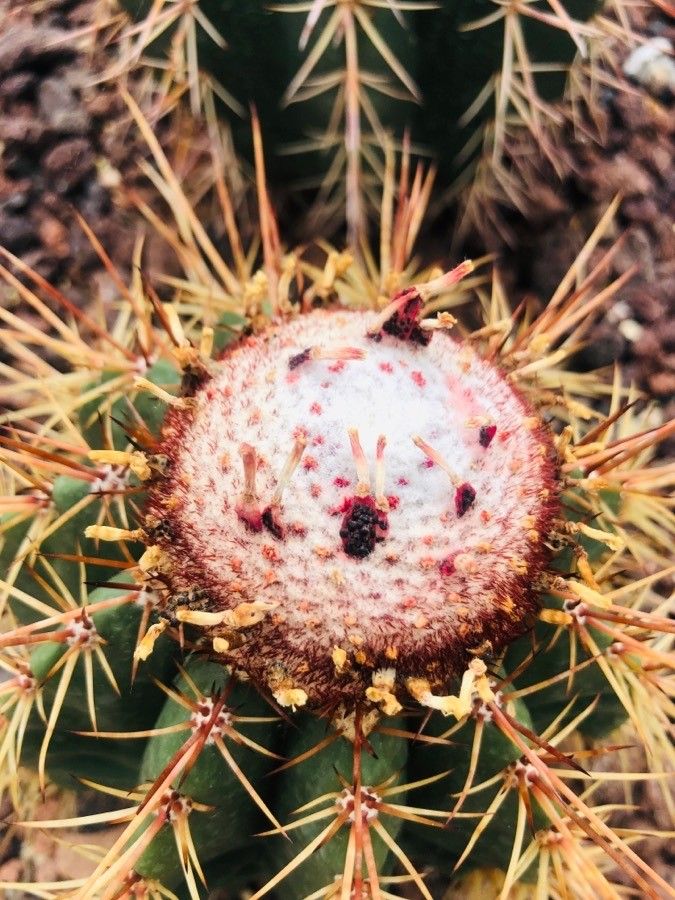 Melocactus oreas flower