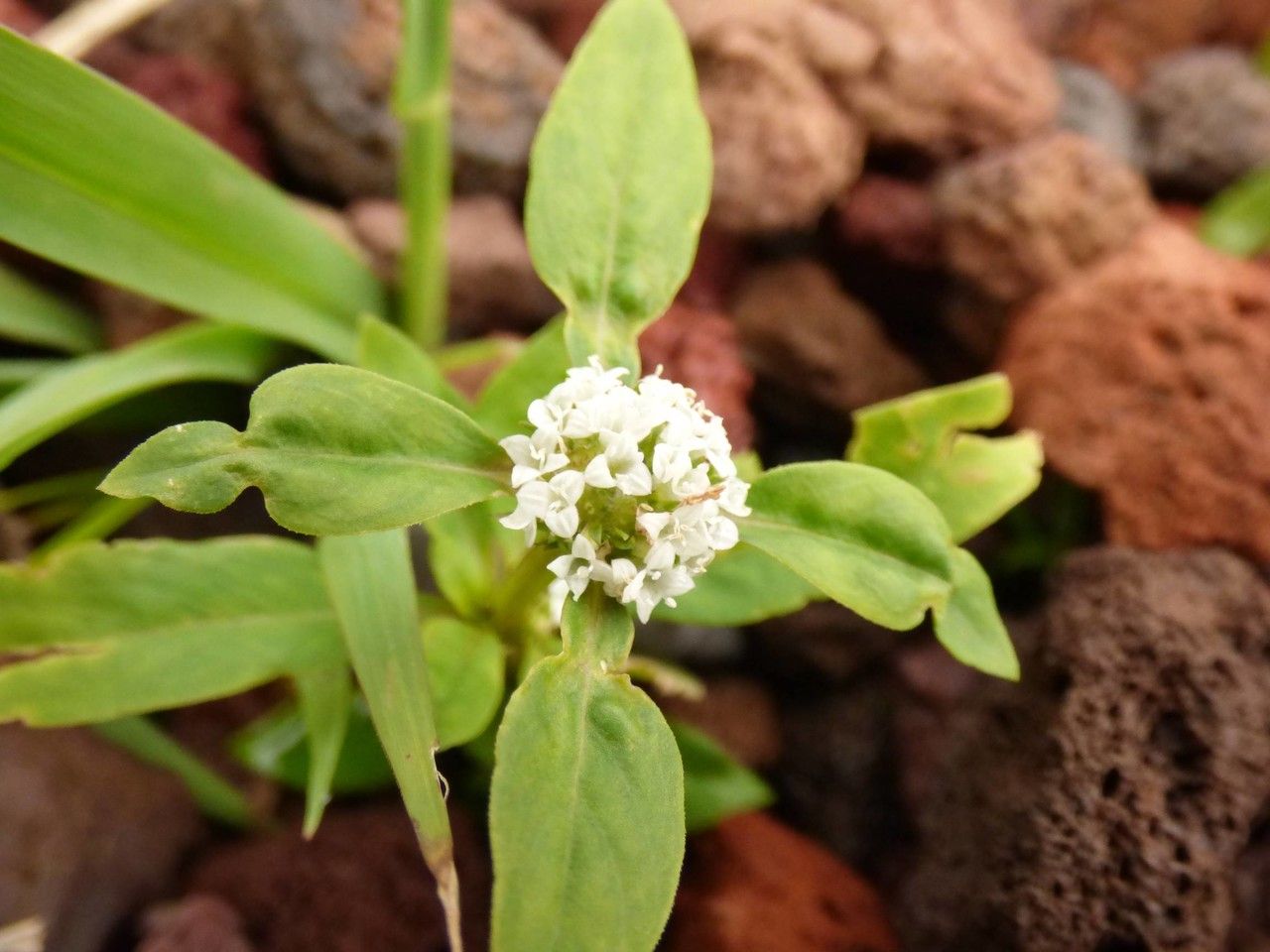 Diodia dasycephala flower