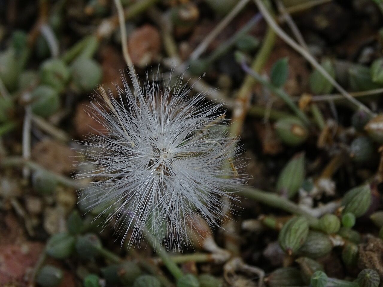 Senecio herreianus fruit
