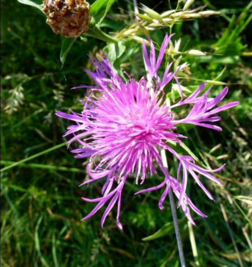 Centaurea nervosa flower