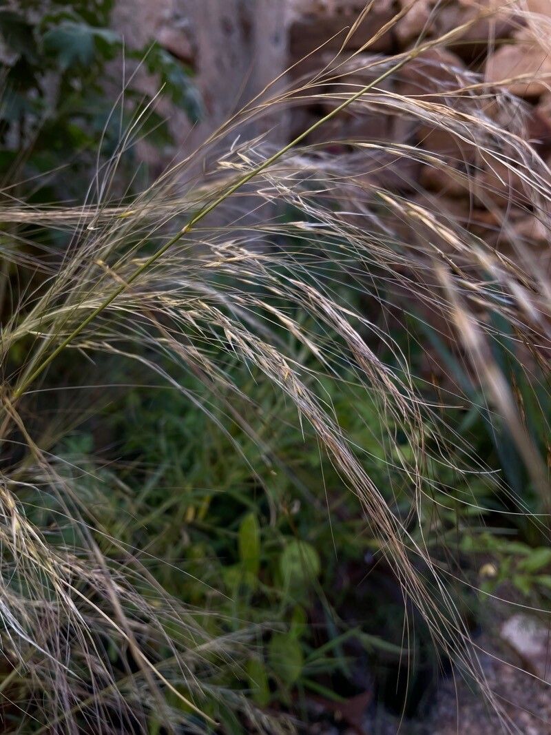 Achnatherum parviflorum fruit