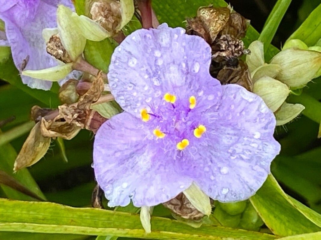 Tradescantia pinetorum — search result for 'Commelinaceae'