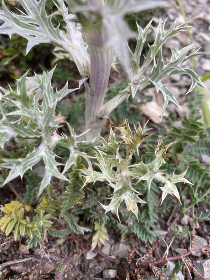 Eryngium spinalba — search result for 'Eryngium'