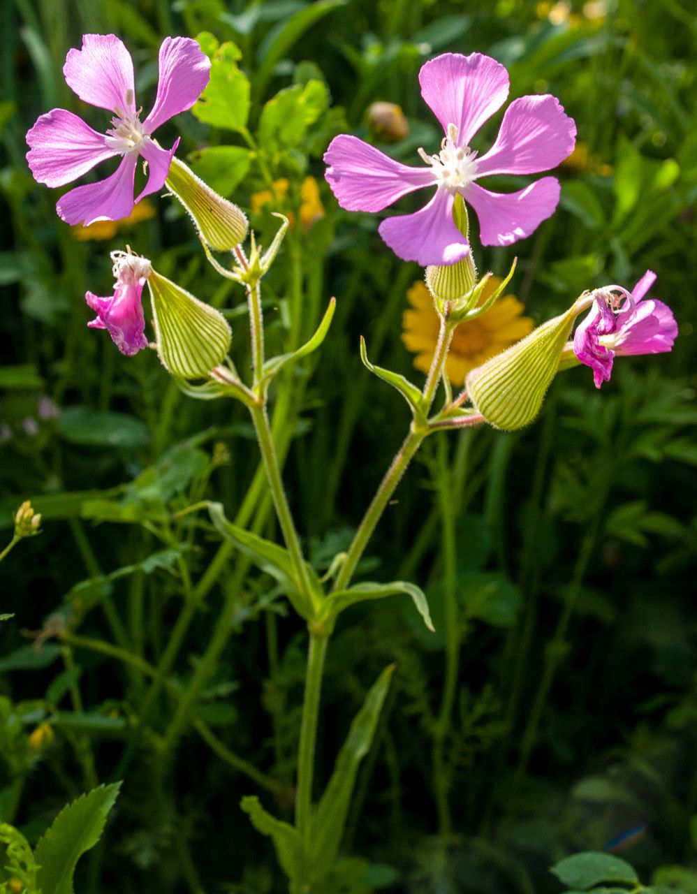 Silene conoidea — search result for 'Silene'