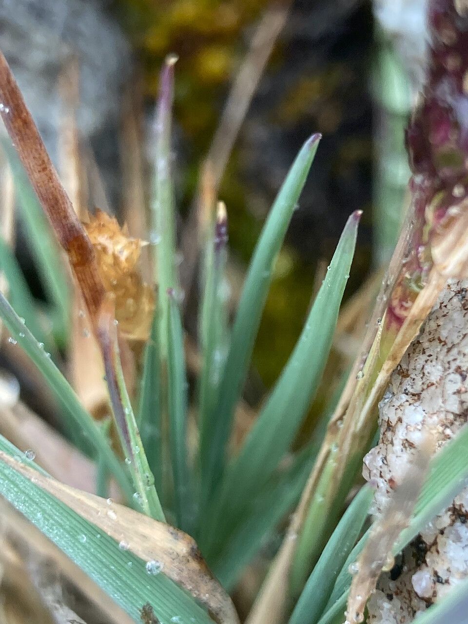 Agrostis foliata — search result for 'Agrostis'