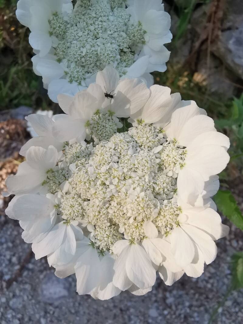 Tordylium officinale flower
