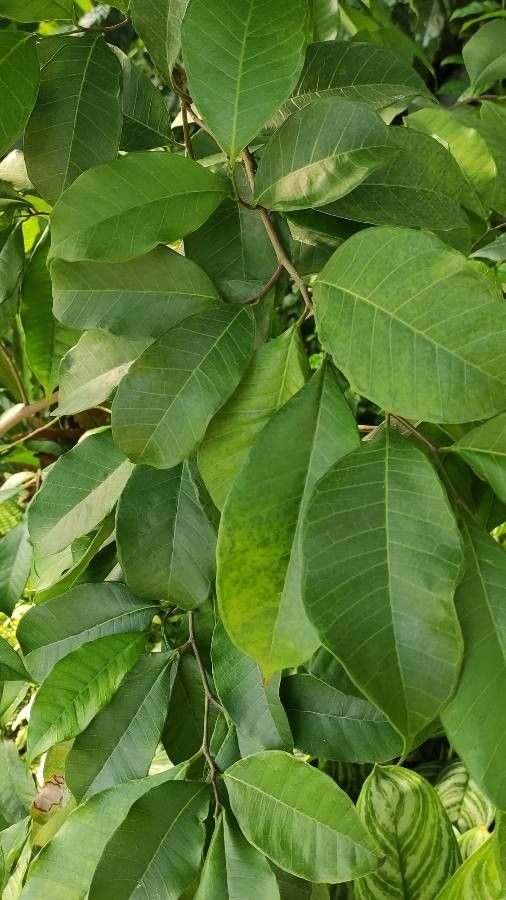 Brosimum alicastrum leaf