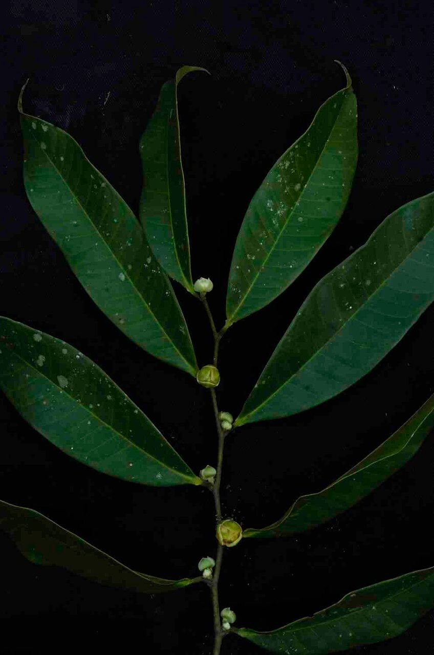 Guatteria blepharophylla other