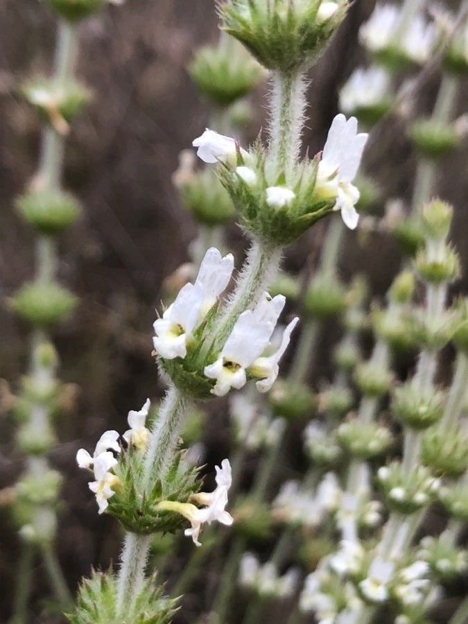 Sideritis leucantha flower