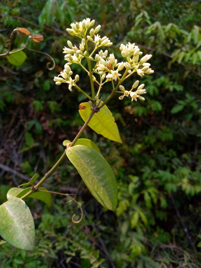 Strychnos lucens — houseplant care guide