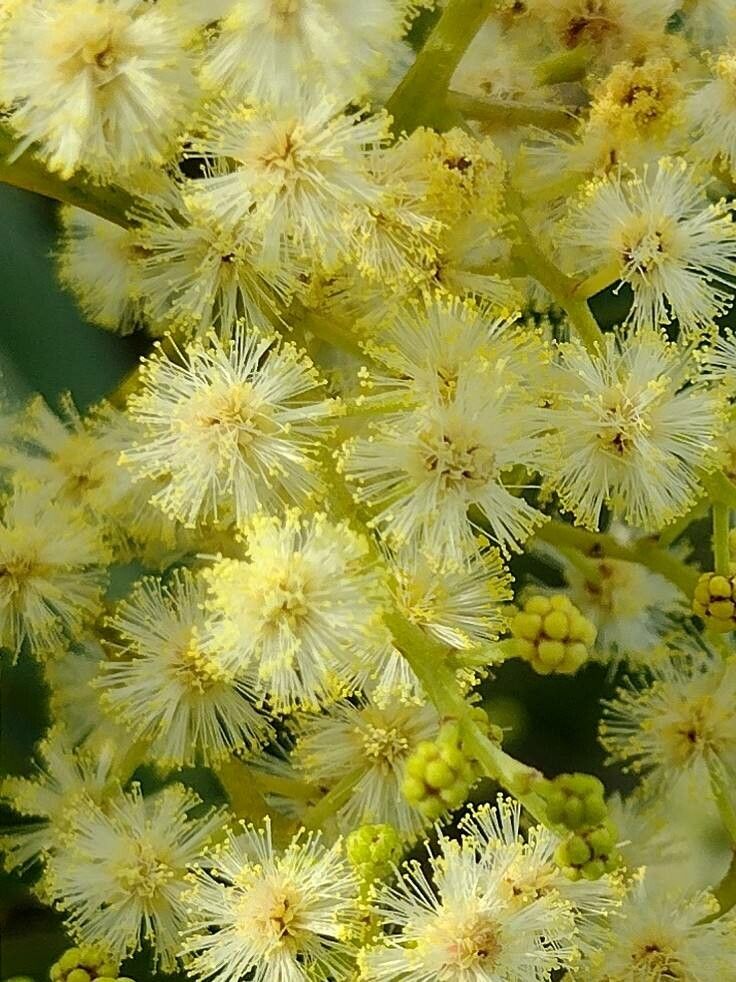 Acacia falcata flower