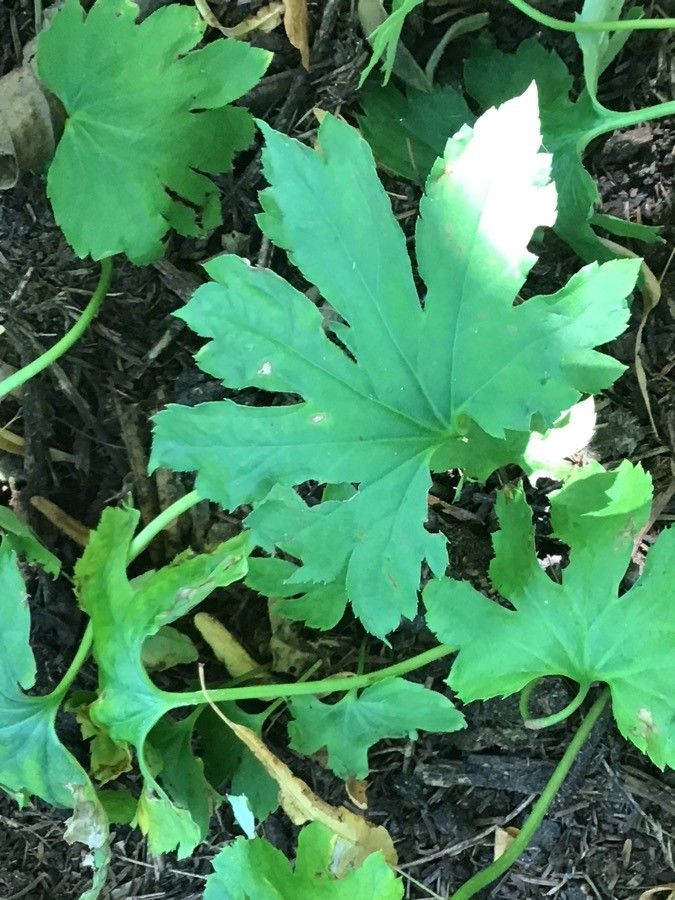Mukdenia rossii leaf