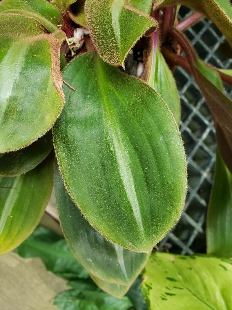 Siderasis fuscata leaf