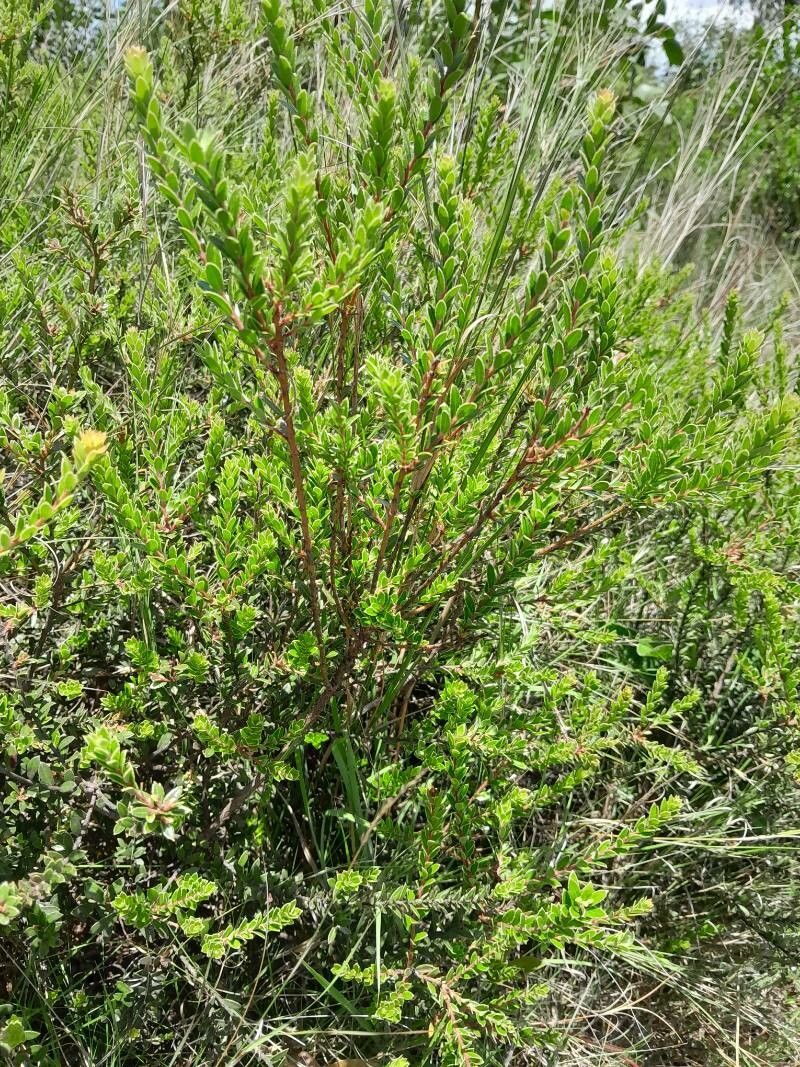 Vaccinium madagascariense habit