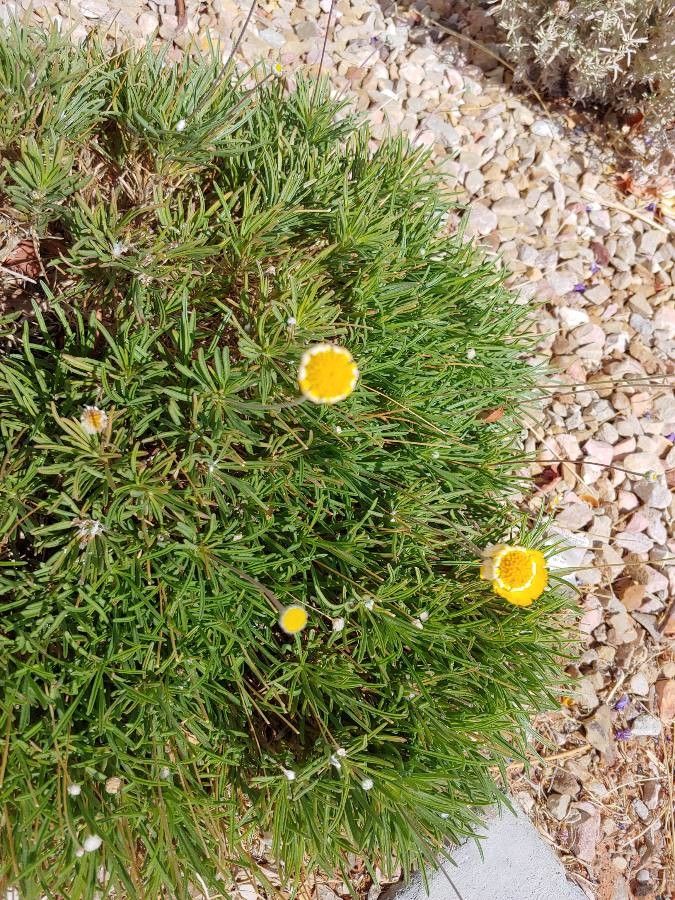 Tetraneuris herbacea — houseplant care guide