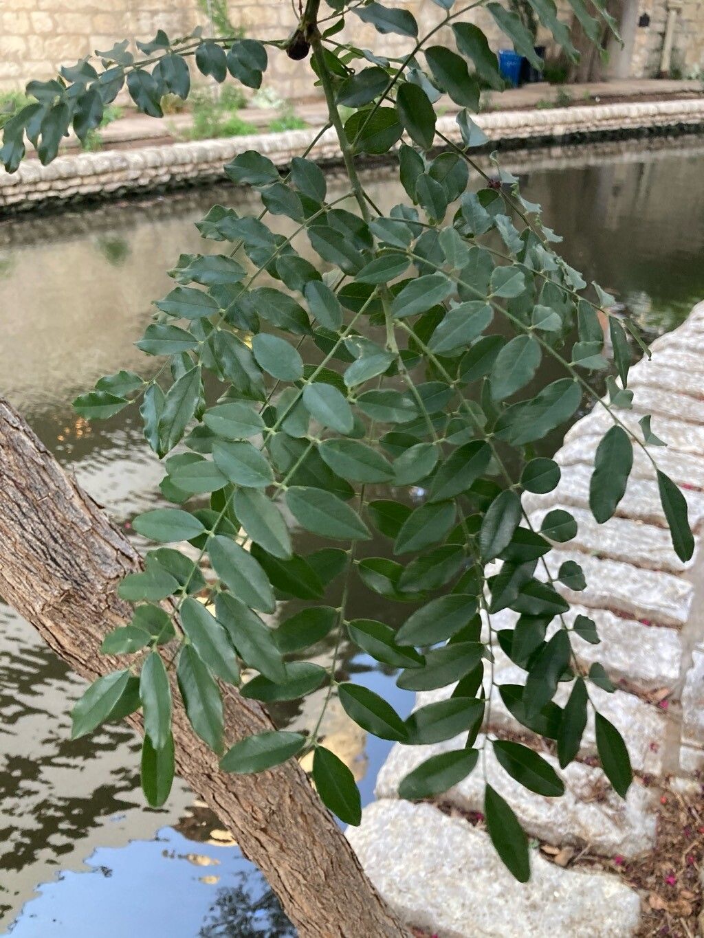 Styphnolobium affine leaf