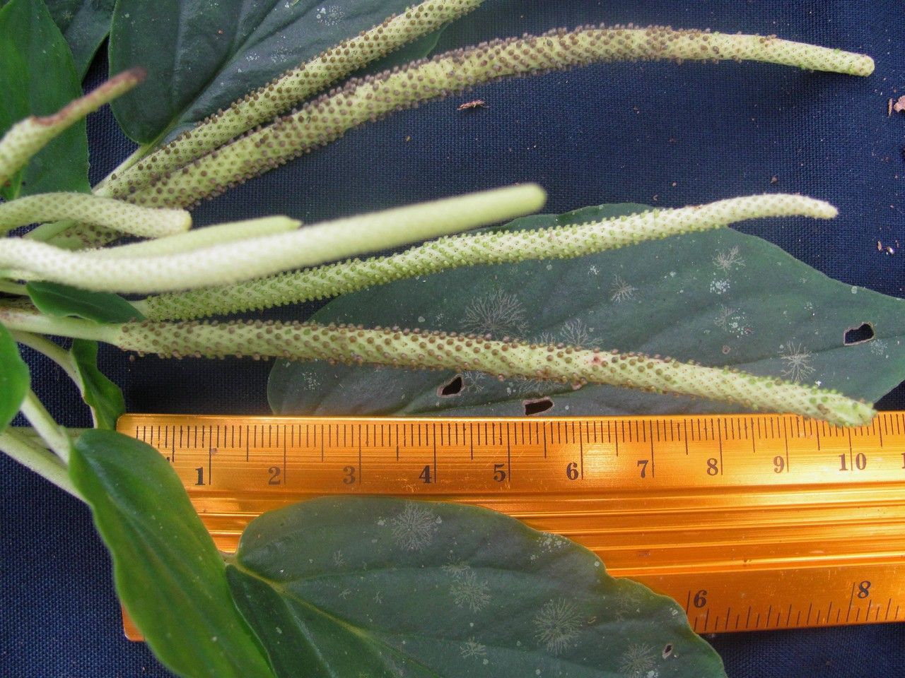 Peperomia lignescens fruit